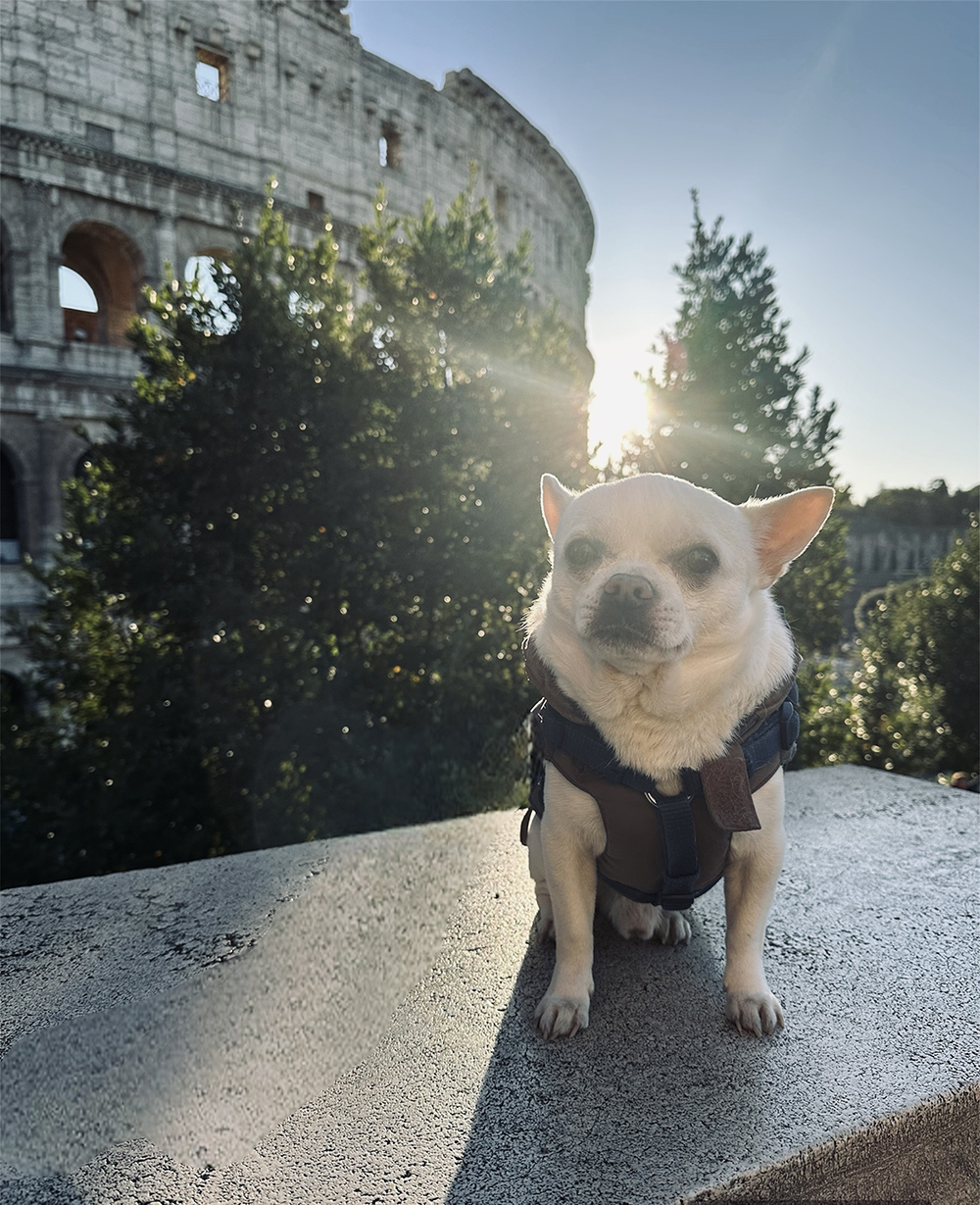 Cesare, cane chihuahua, in posa davanti al Colosseo, Roma