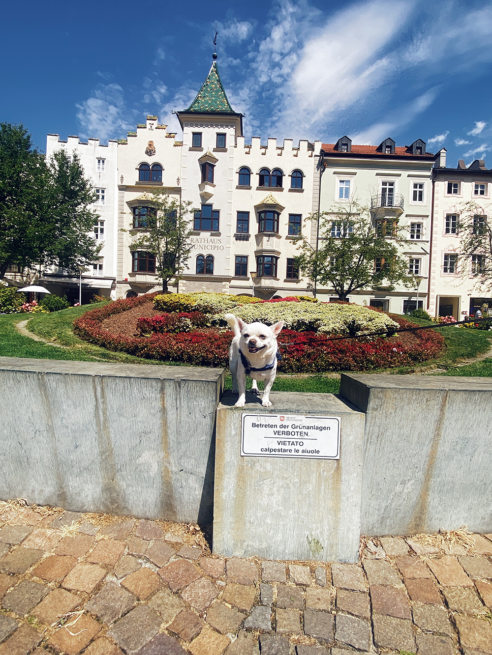 Cesare Cane chihuahua Bressanone