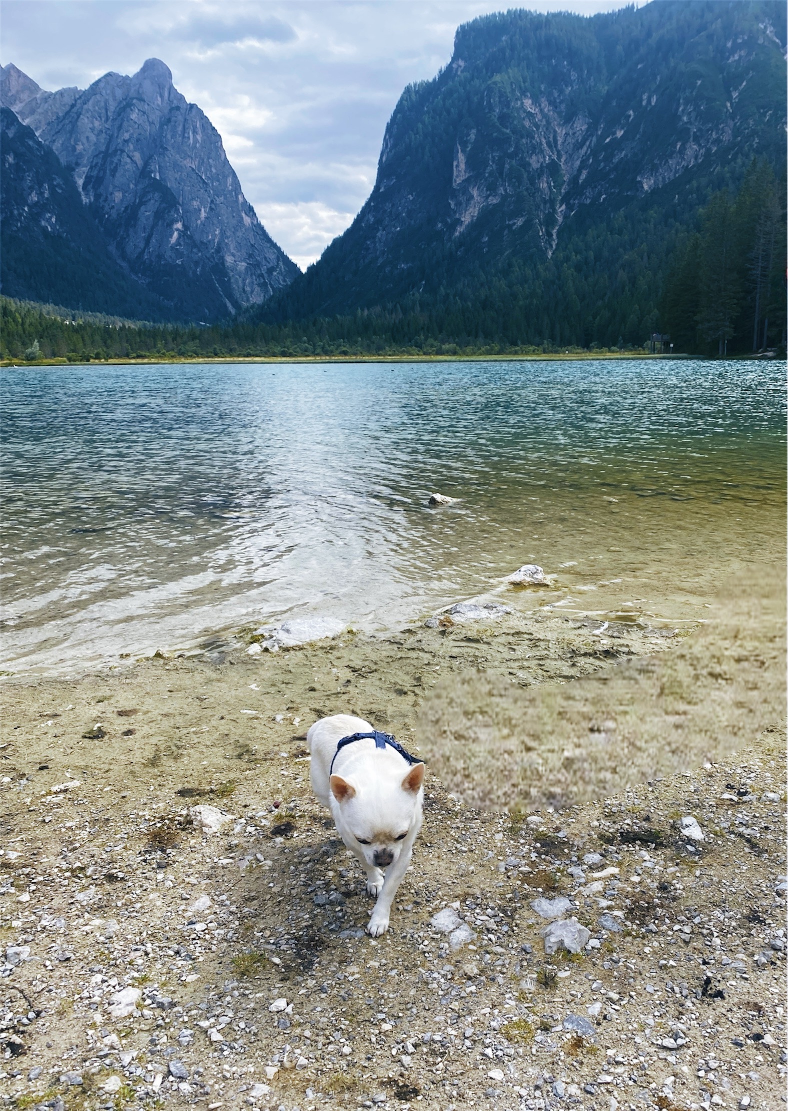 giornata tra San Candido e il lago di Dobbiaco le cose da fare e vedere insieme al vostro cane