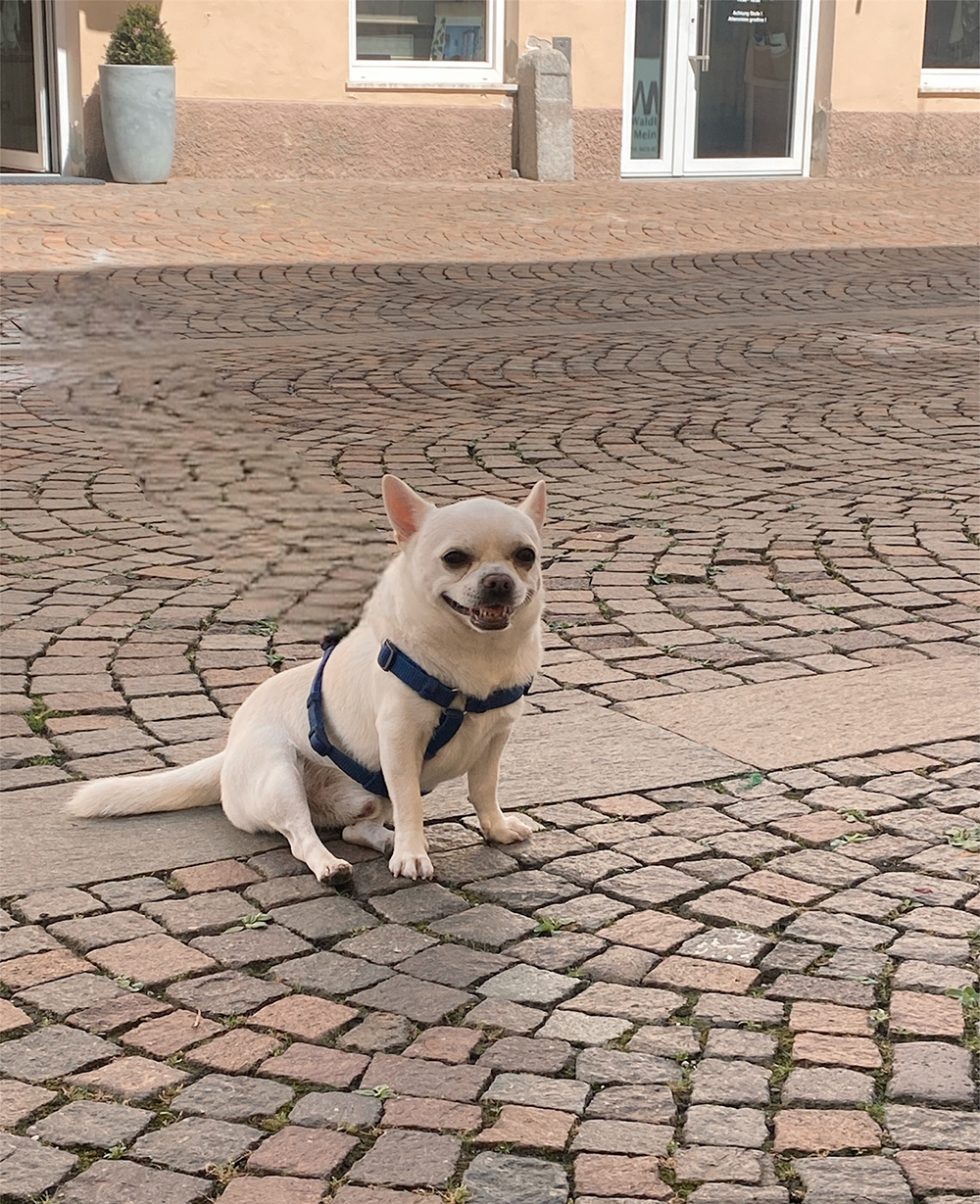 Cesare Cane chihuahua nel centro storico di Bressanone