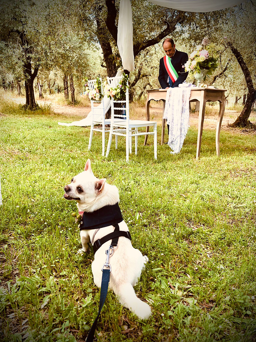 dog wedding cesare matrimonio