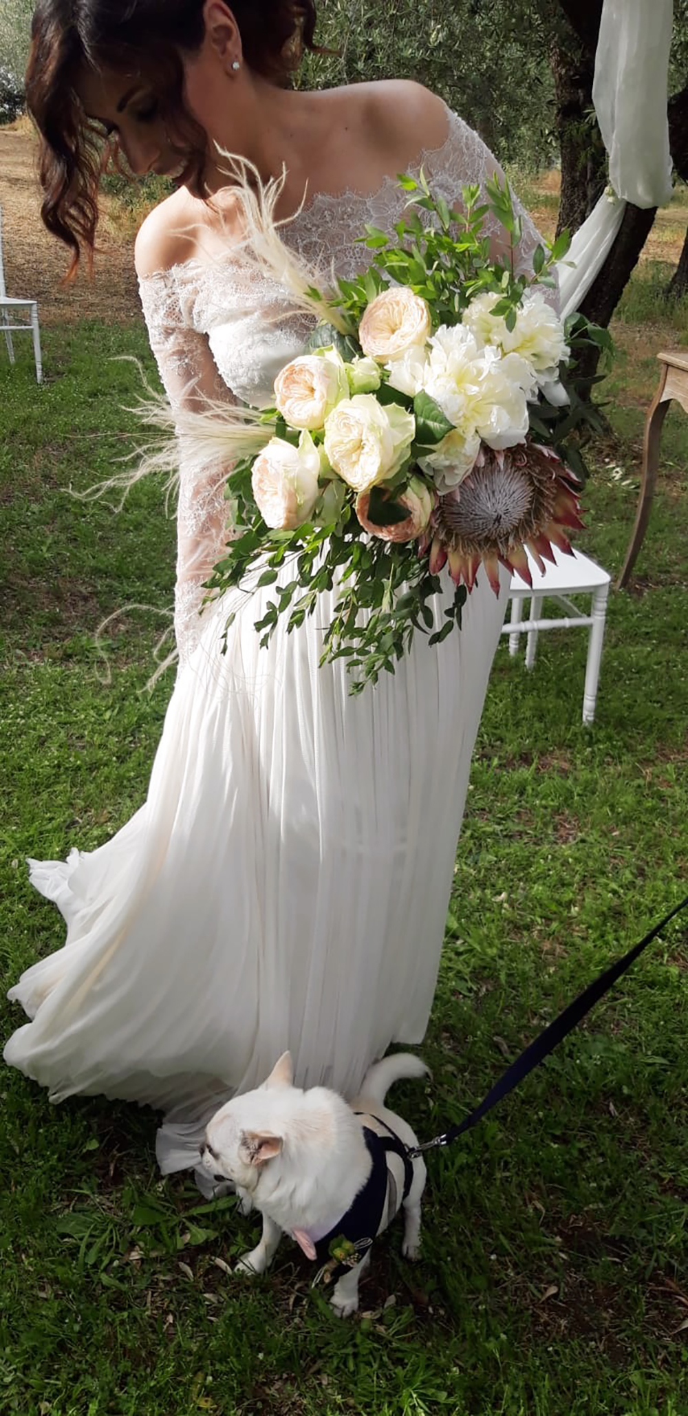 dog wedding cesare matrimonio