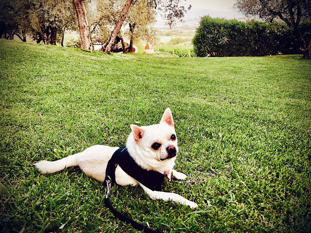 dog wedding cesare matrimonio