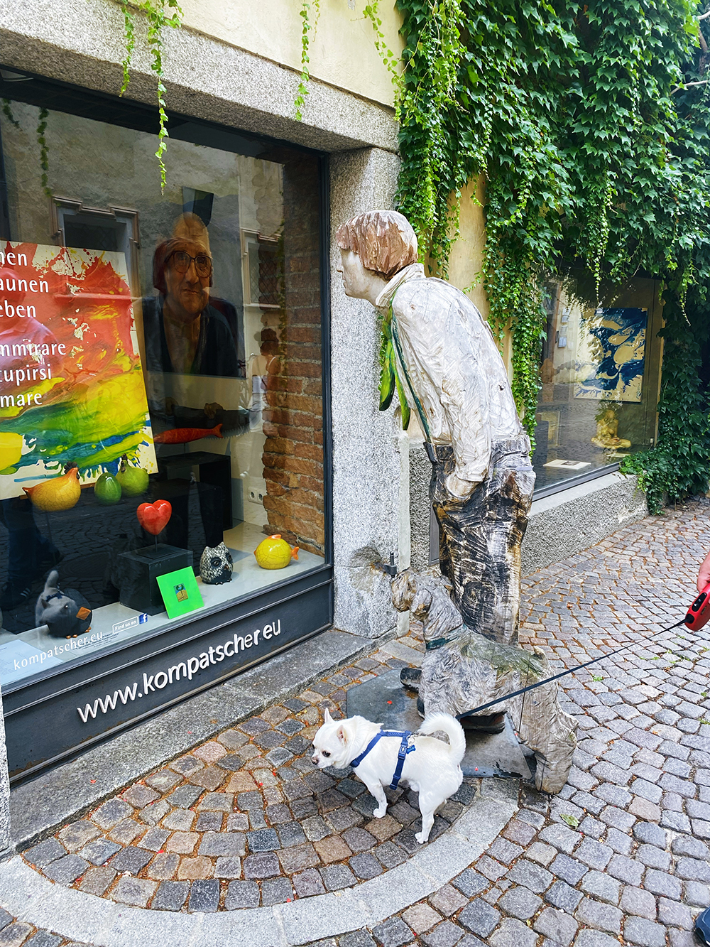 Cesare Cane chihuahua Bressanone