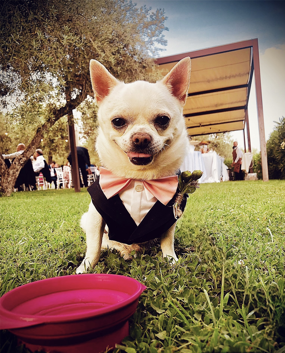 dog wedding cesare matrimonio