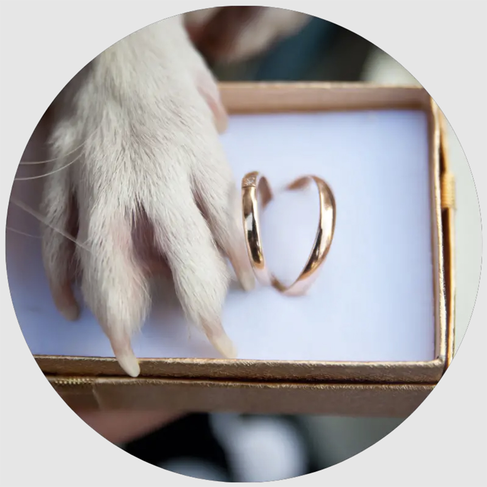 idee cane matrimonio