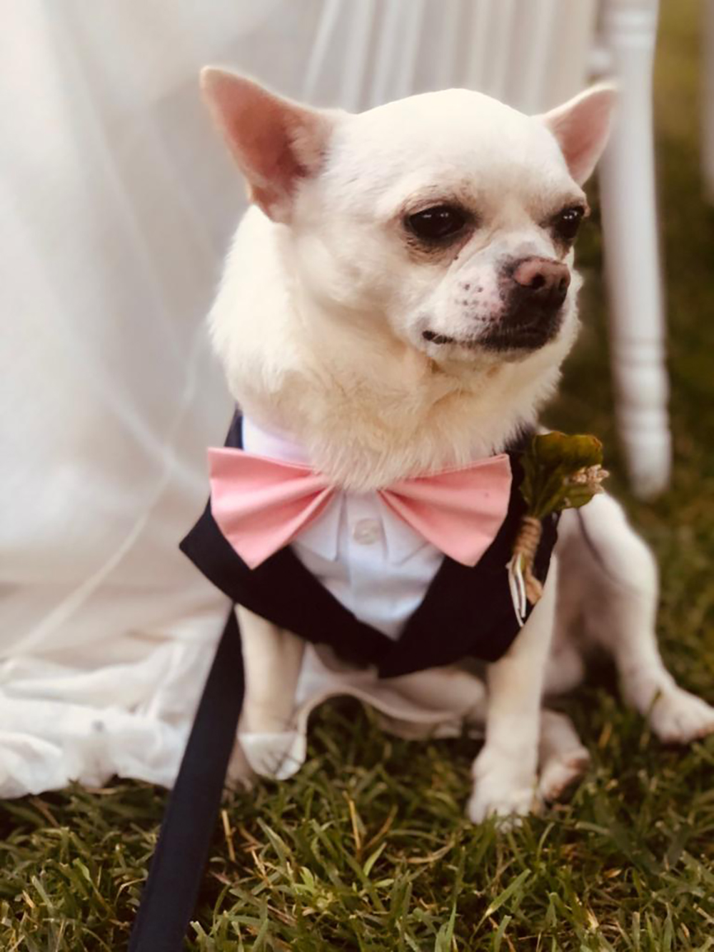 dog wedding cesare matrimonio