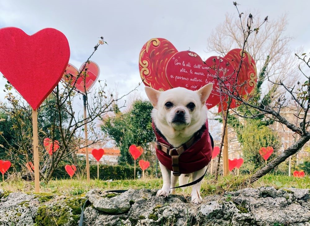Cesare, cane chihuahua, tra i cuori di San Valentino a Terni