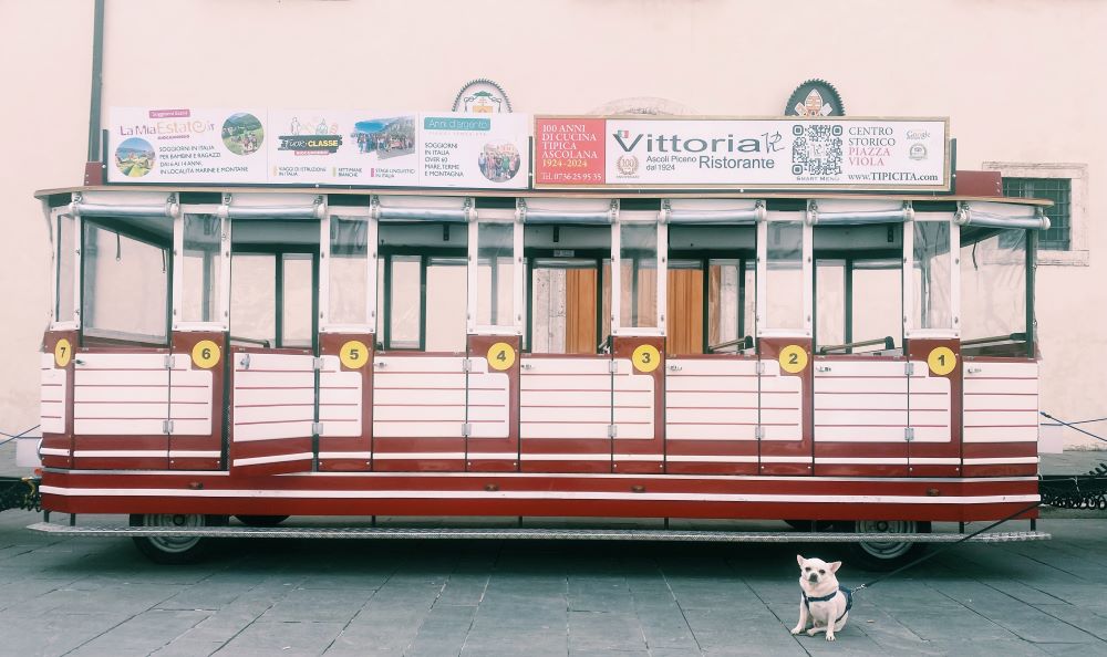 chihuahua cane fotografato davanti al trenino turistico Ascoli Explorer
