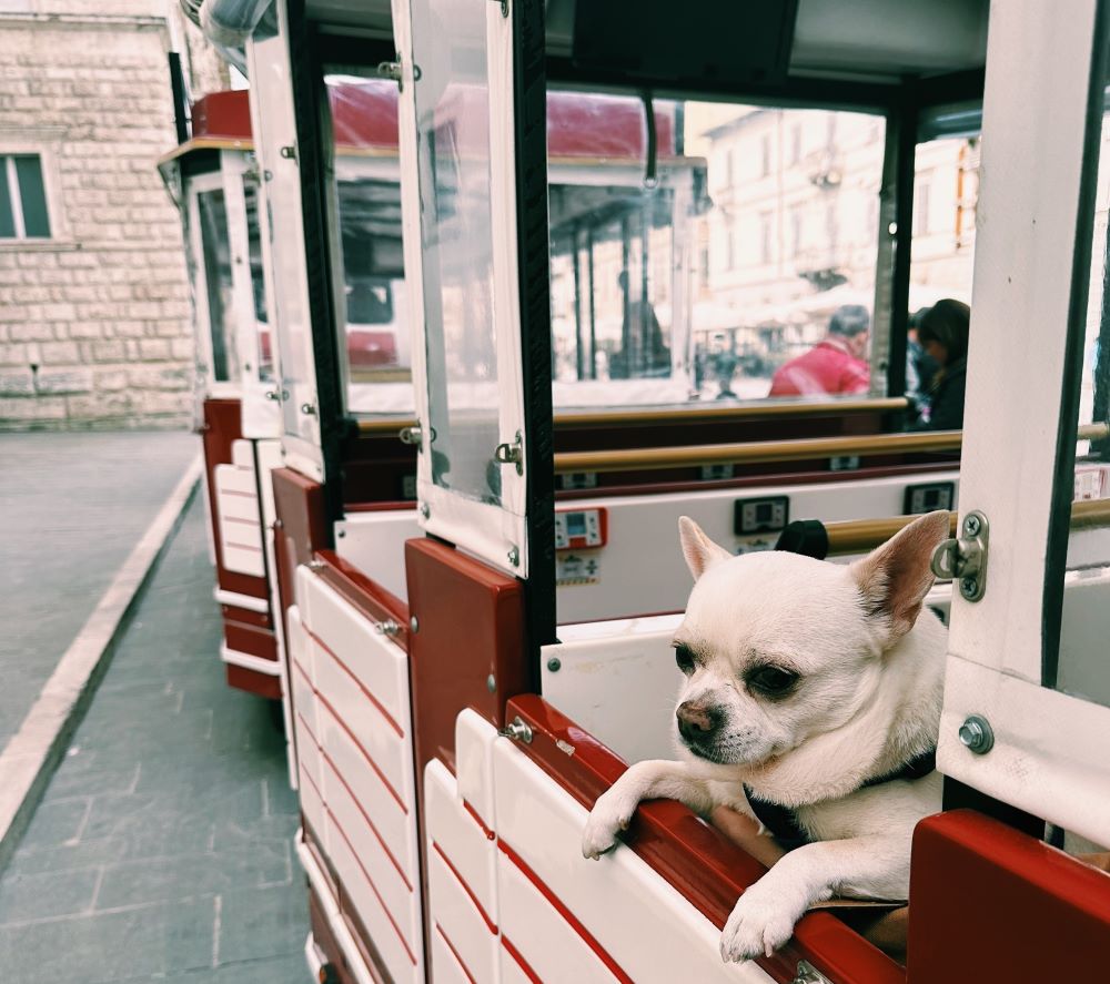 cane chihuahua seduto sul sedile del trenino turistico Ascoli Explorer