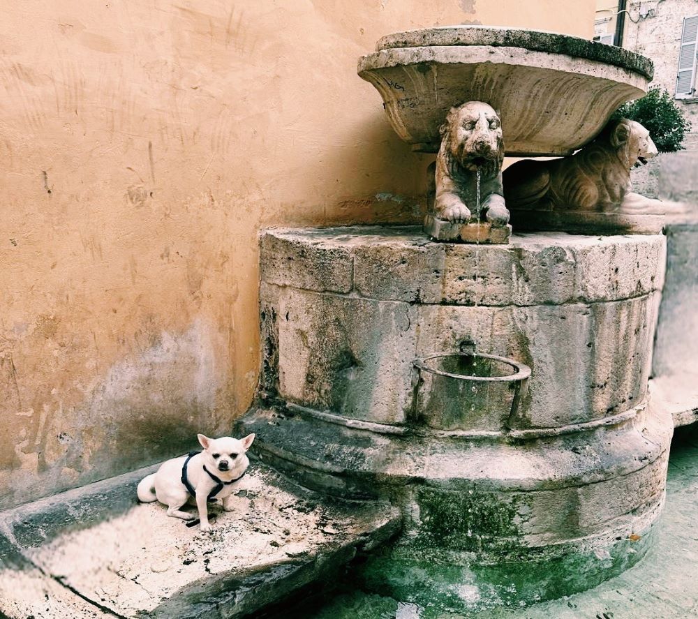 cane chihuahua vicino alla fontana dei cani ad Ascoli PIceno