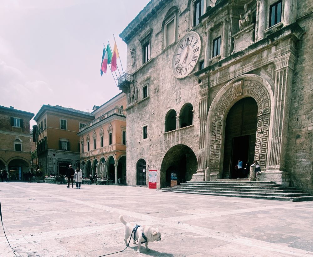 cane chihuahua cesare in mezzo a piazza del popolo. Ascoli Piceno