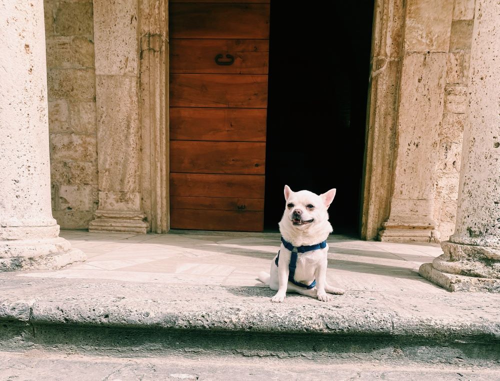 Cesare, cane chihuahua, davanti al tempietto di san Emidio ad Ascoli Piceno