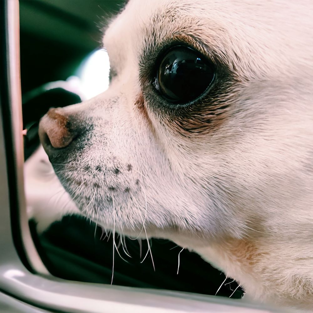 cesare cane chihuahua osserva fuori dal finestrino macchina
