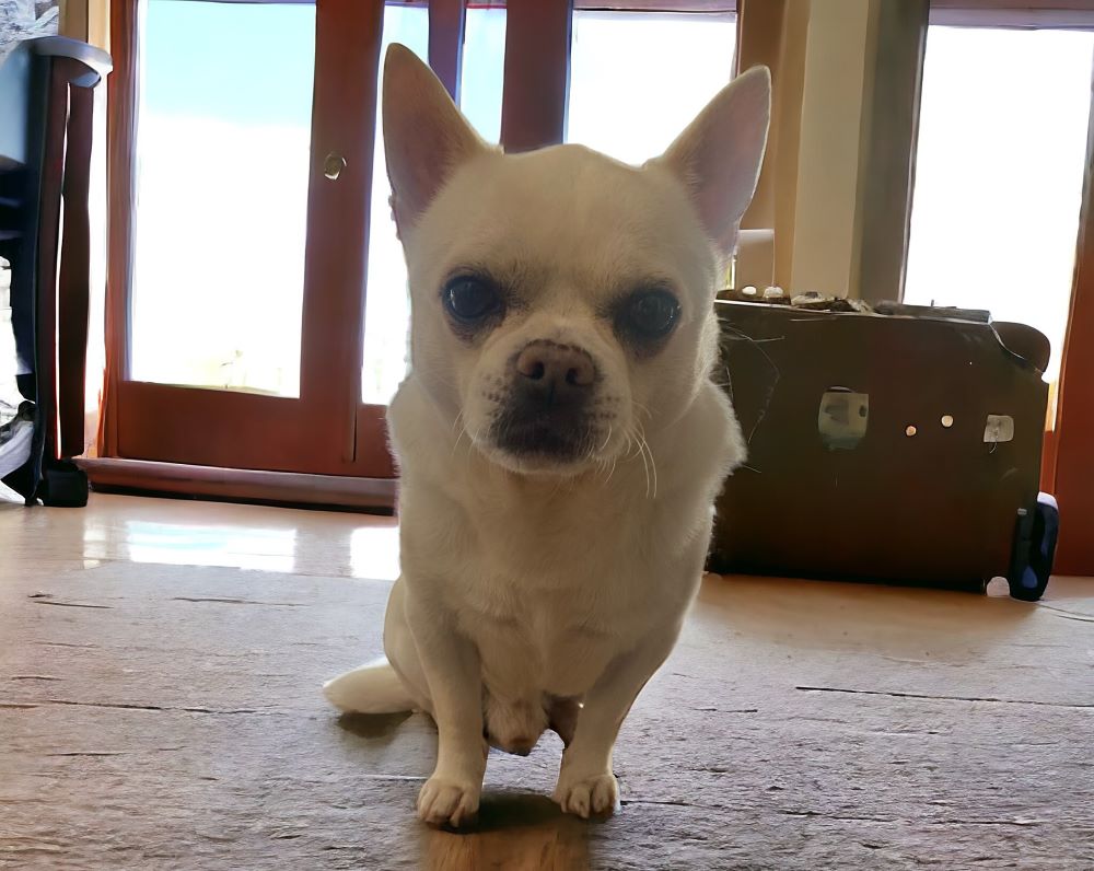 cesare cane chihuahua con una valigia pronto per il viaggio