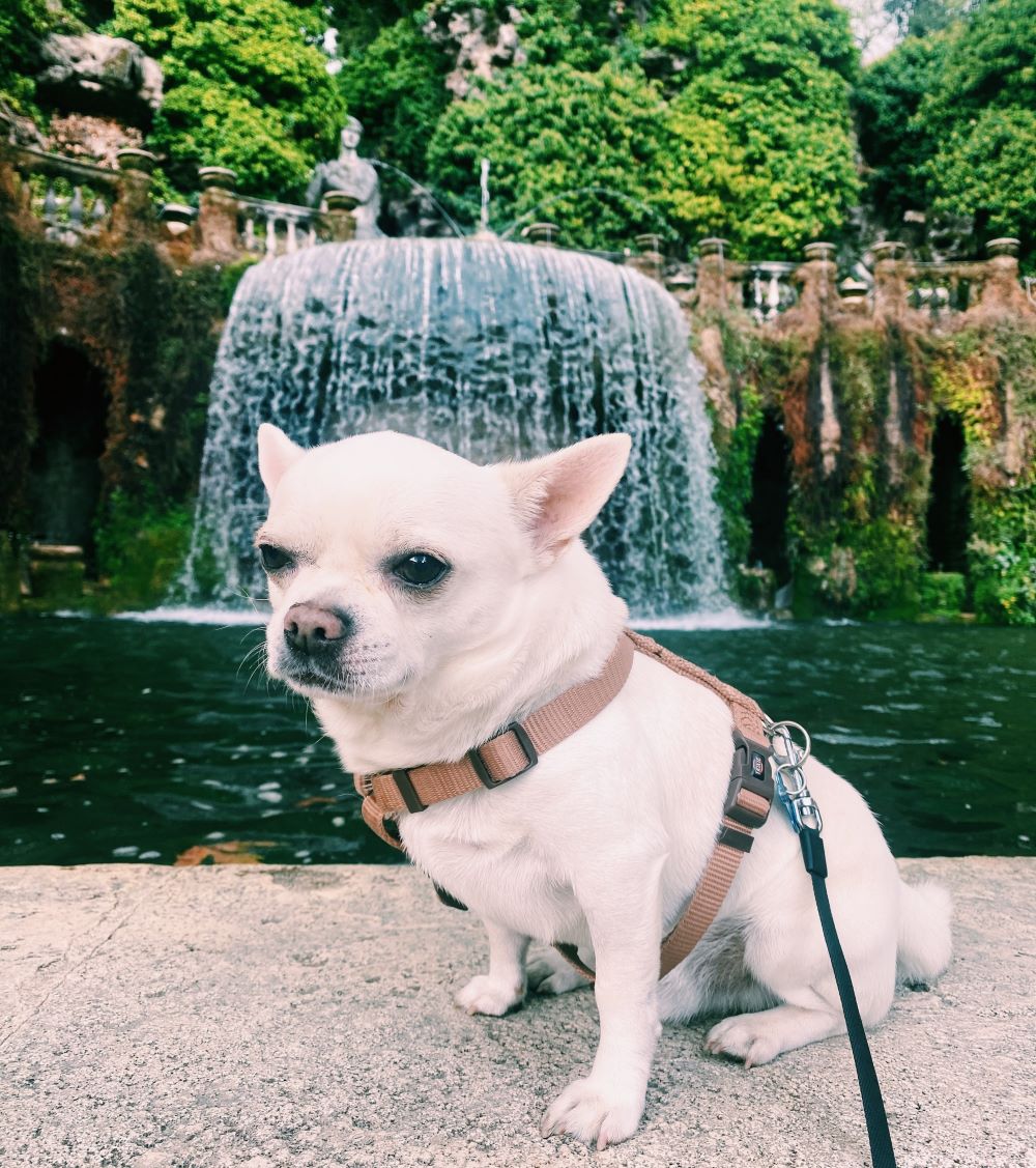 cane chihuahua seduto sul bordo della fontana dell'ovato a villa d'este, Tivoli