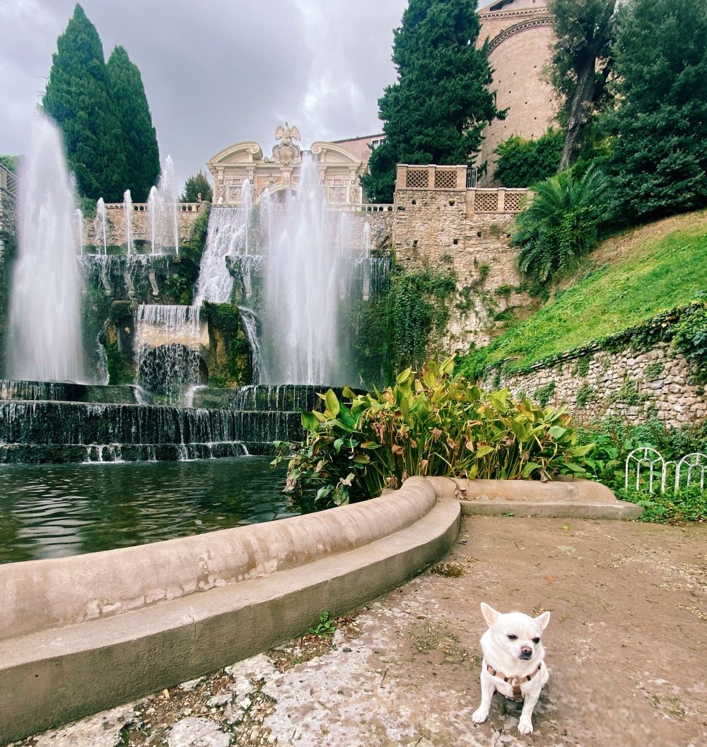 cane chihuahua con sullo sfondo la fontana del Nettuno a Villa d'Este a Tivoli