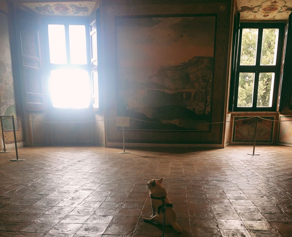 salone affrescato con cane chihuahua seduto ad osservare