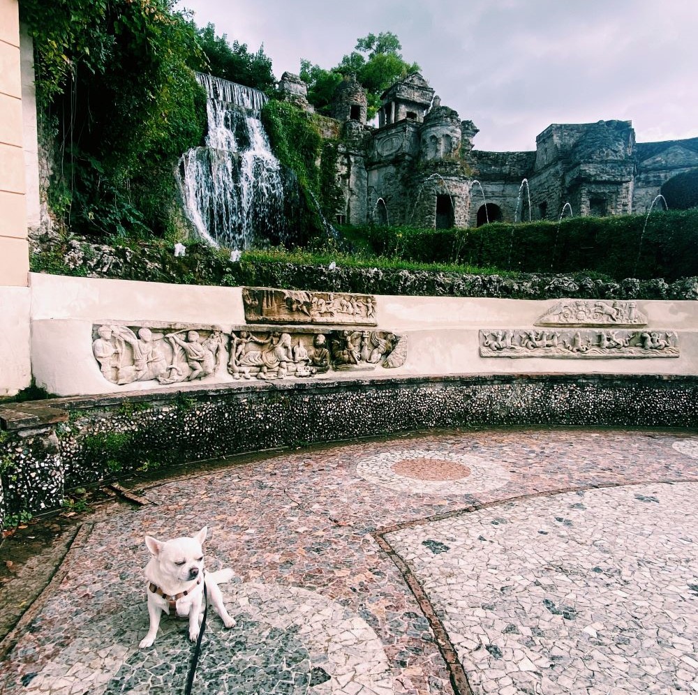 Cesare, cane, chihuahua, davanti alla fontana della Rometta a Villa d'Este, Tivoli