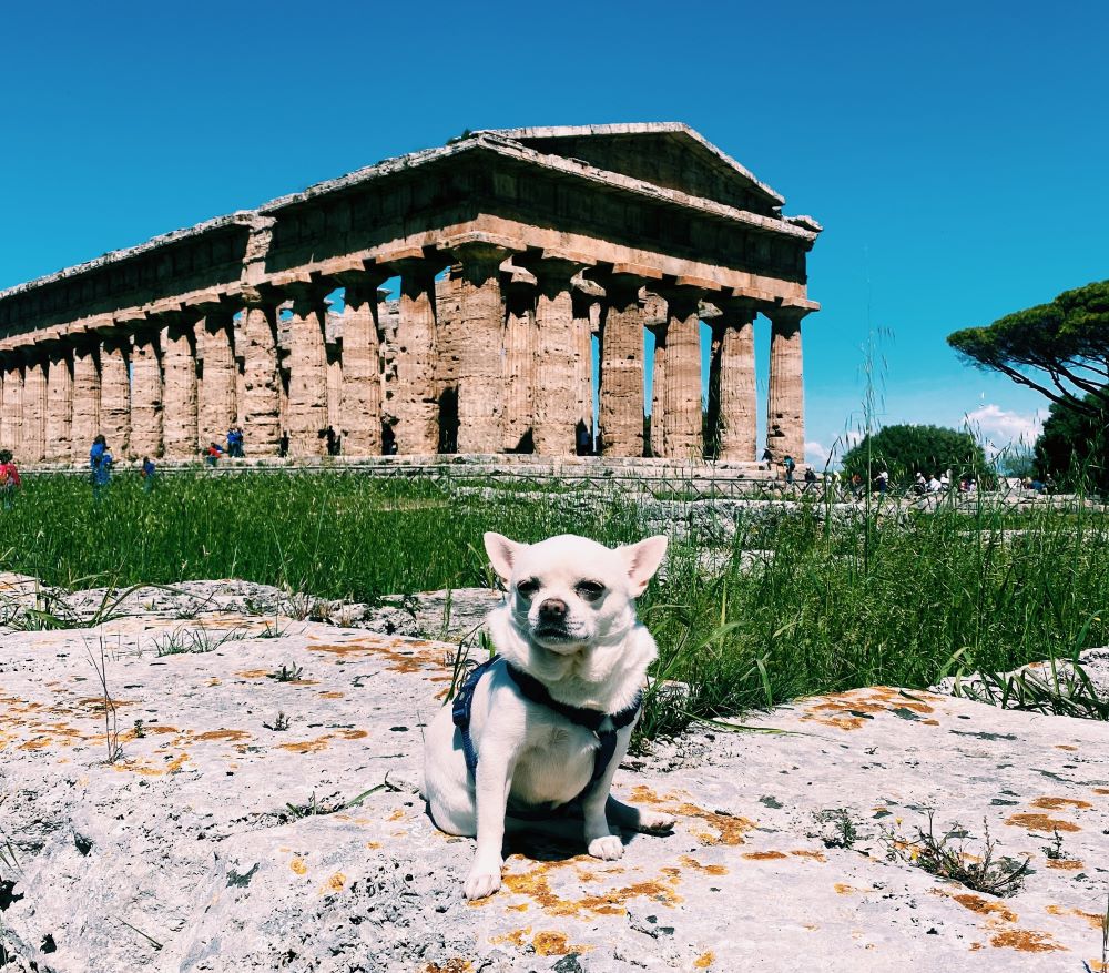 Cesare cane chihuahua in posa davanti al tempio dorico di Paestum