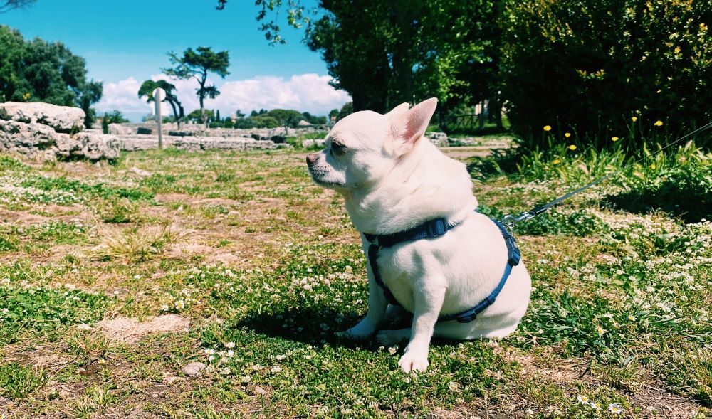 Cesare cane chihuahua tra le rovine di Paestum