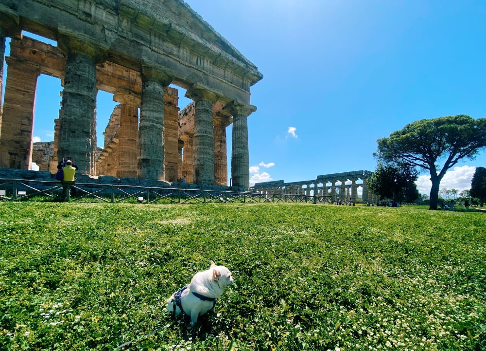 Cesare cane chihuahua posa davanti al tempio dorico di Paestum