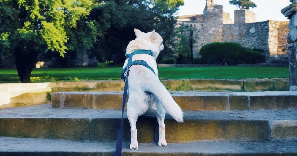 cesare cane chihuahua osserva un castello