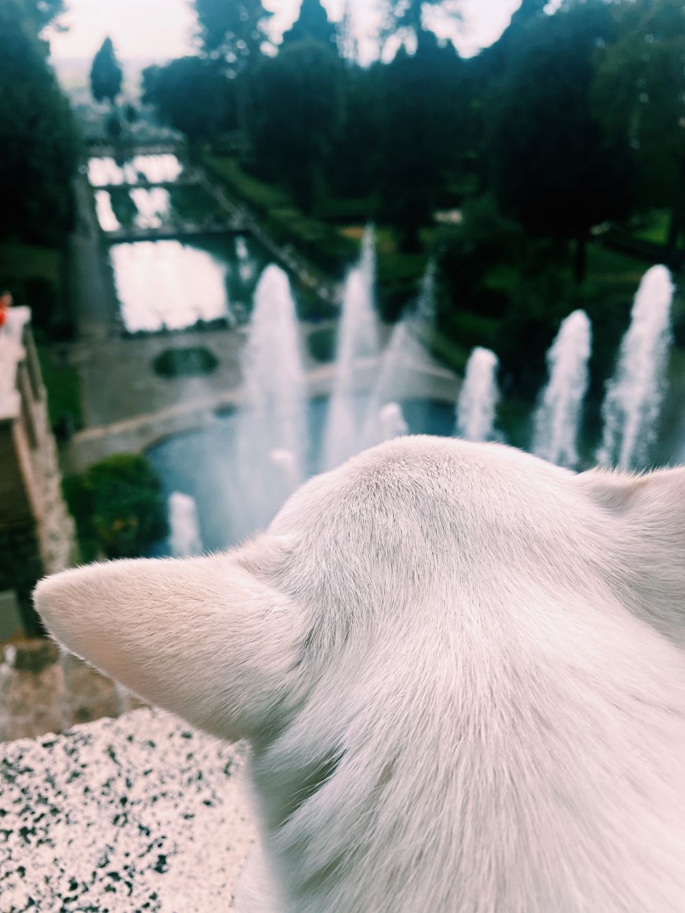 cesare cane chihuahua osservale fontane di Villa d'Este