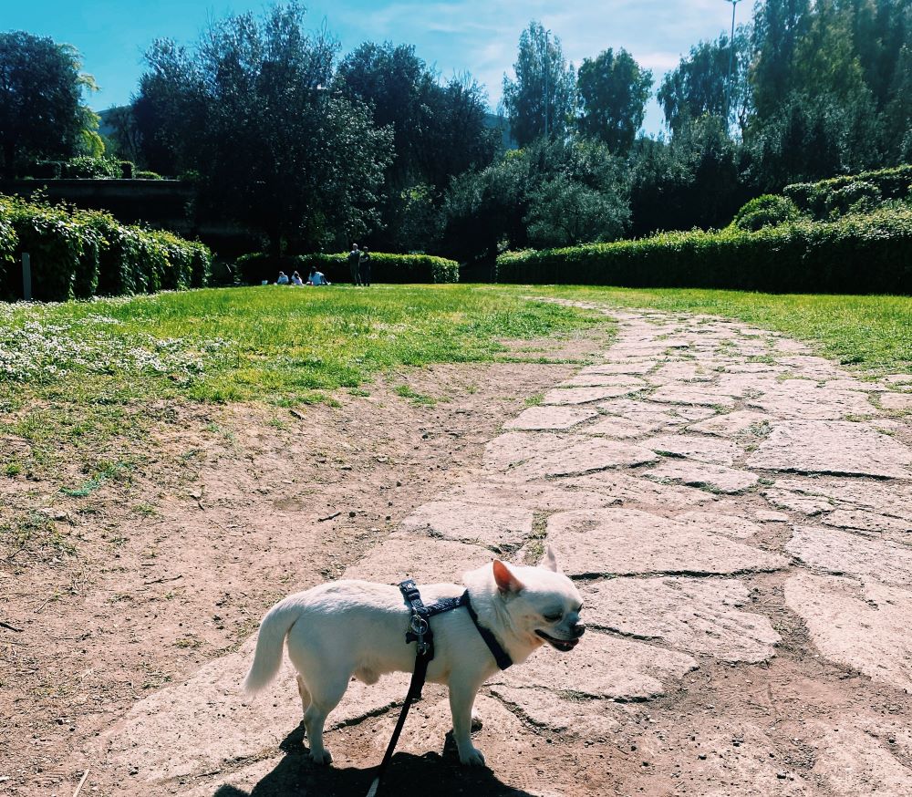 cesare cane chihuahua al parco monza