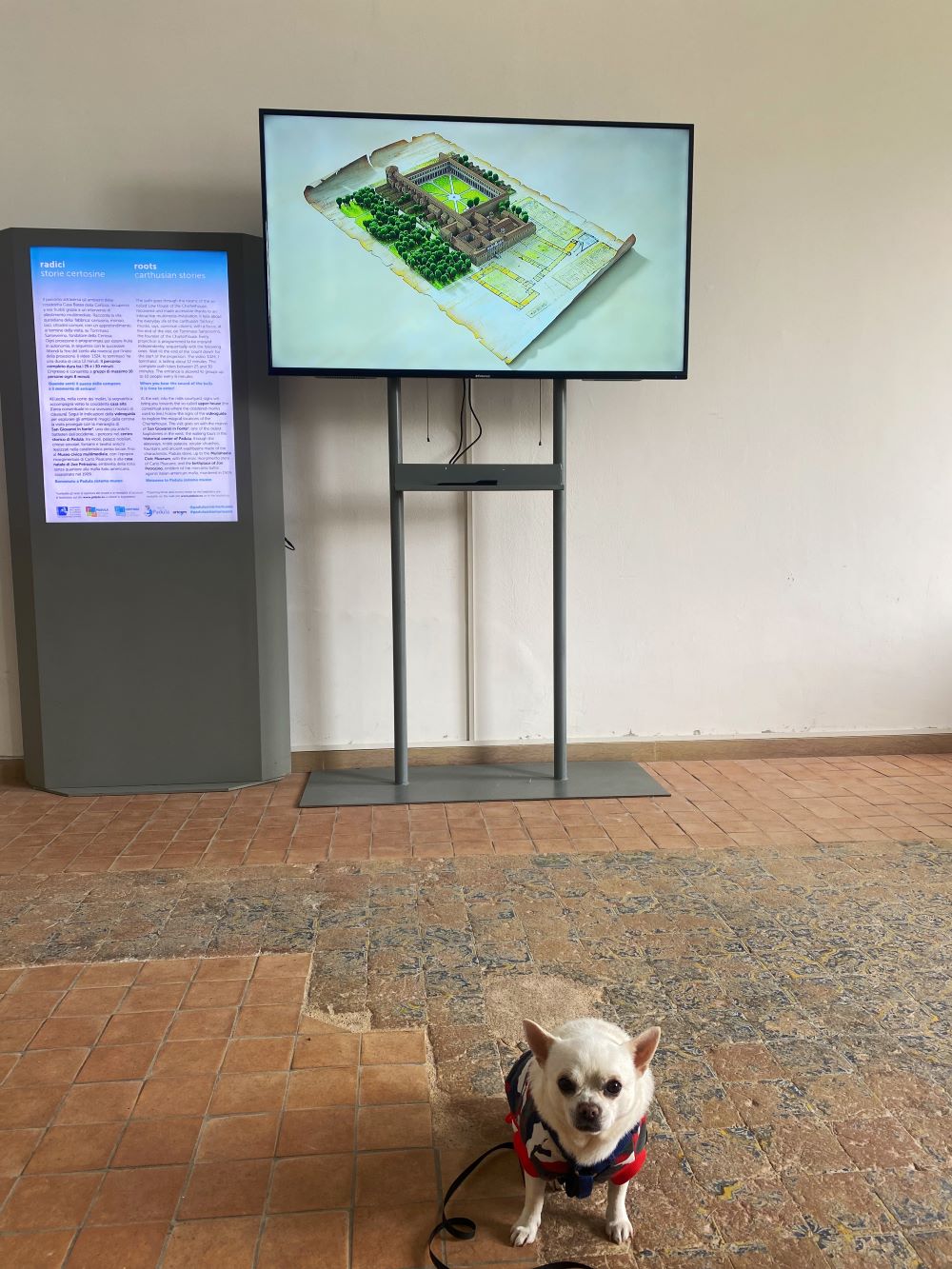 cesare cane chihuahua all'interno degli spazi museali della Certosa di Padula