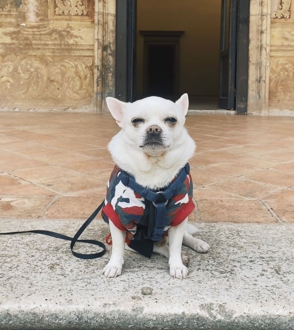 Cesare, cane, davanti all'ingresso della Certosa di Padula nel Cilento.