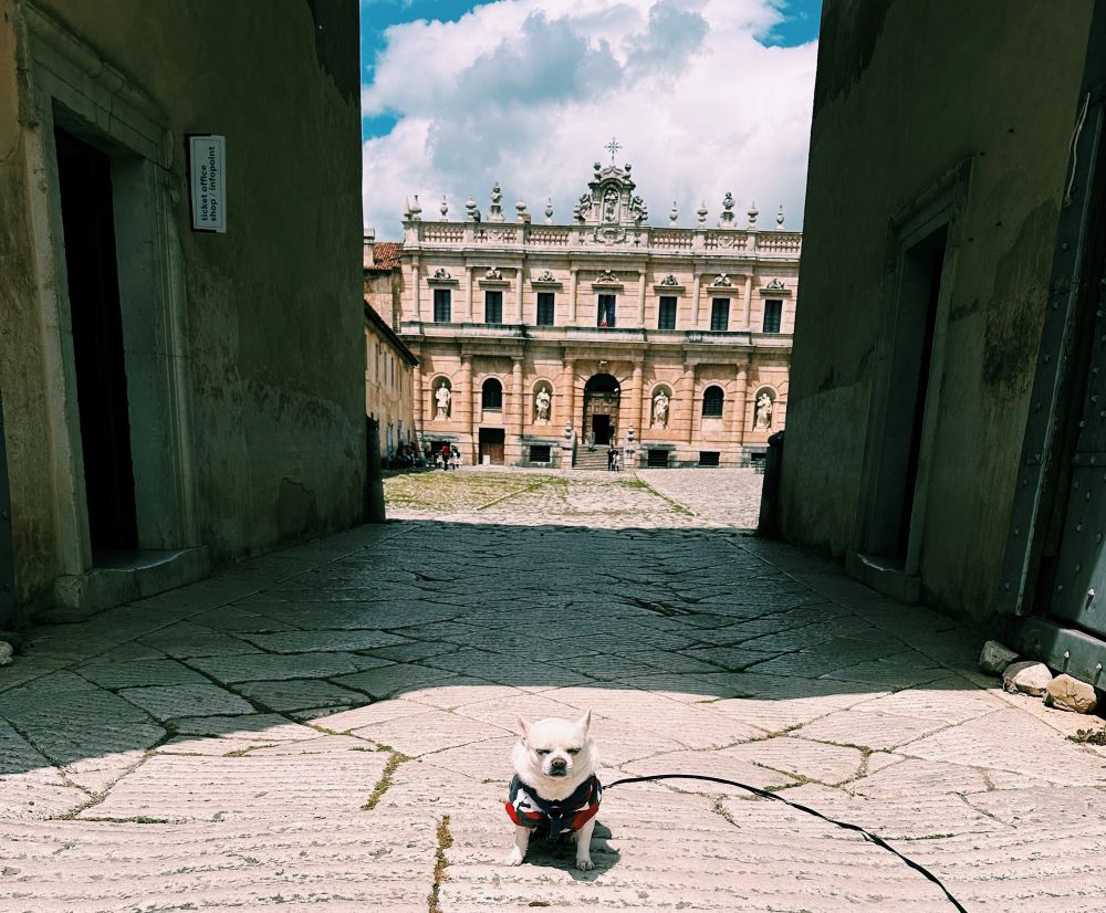 Cesare cane chihuahua davanti all'ingresso della Certosa di Padula