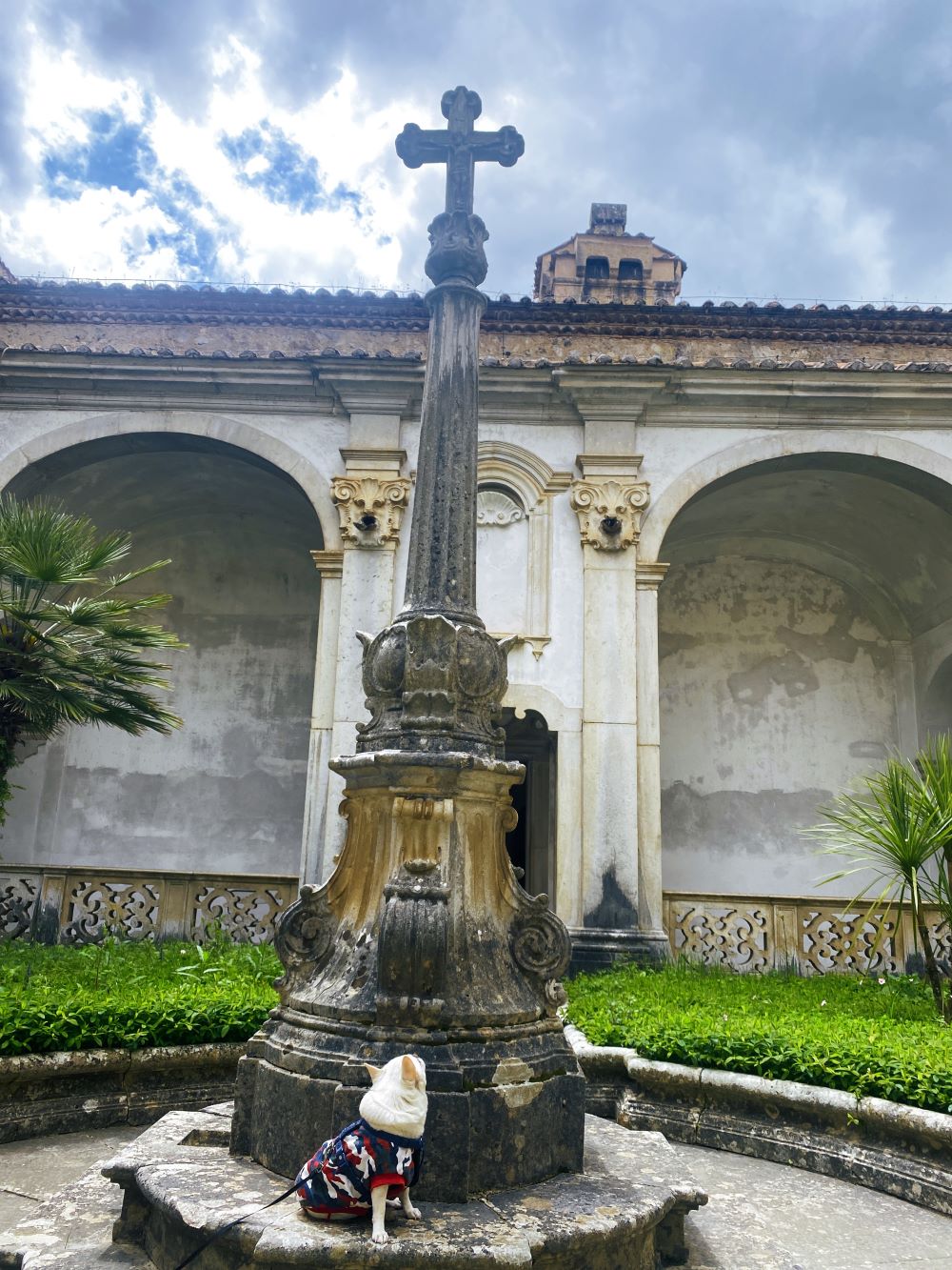 Cesare cane chihuahua nel chiostro della Certosa di Padula