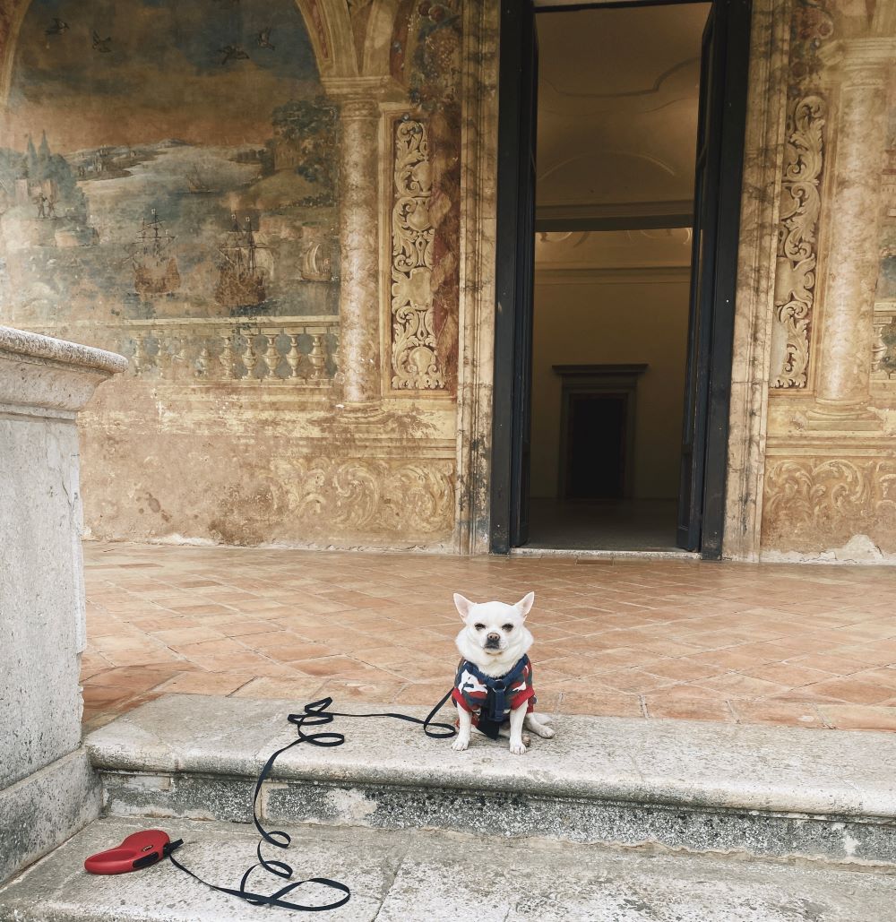 cesare cane chihuahua nel chiostro del priore della Certosa di Padula