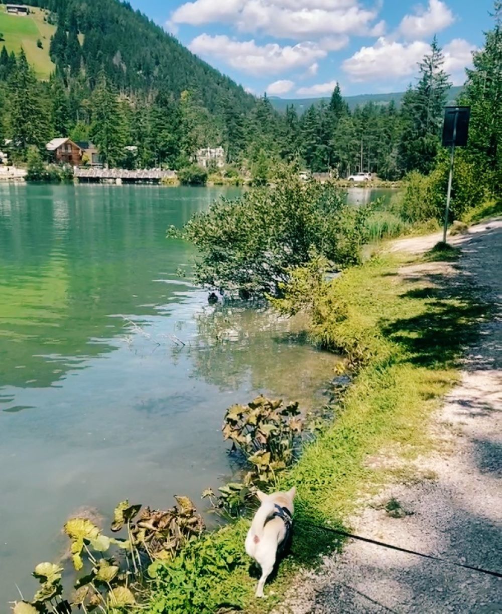 cesare cane chihuahua passeggia lungo il lago di Dobbiaco