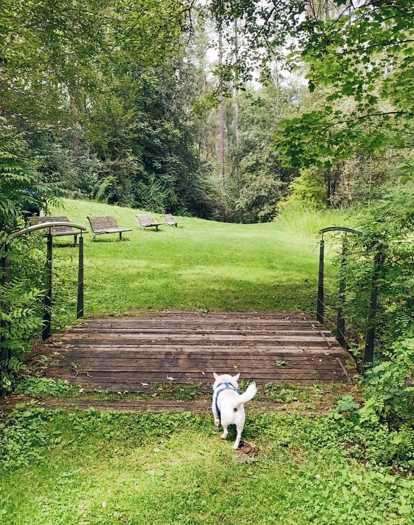 cesare cane chihuahua attraversa un ponticello ai laghetti di Brunico