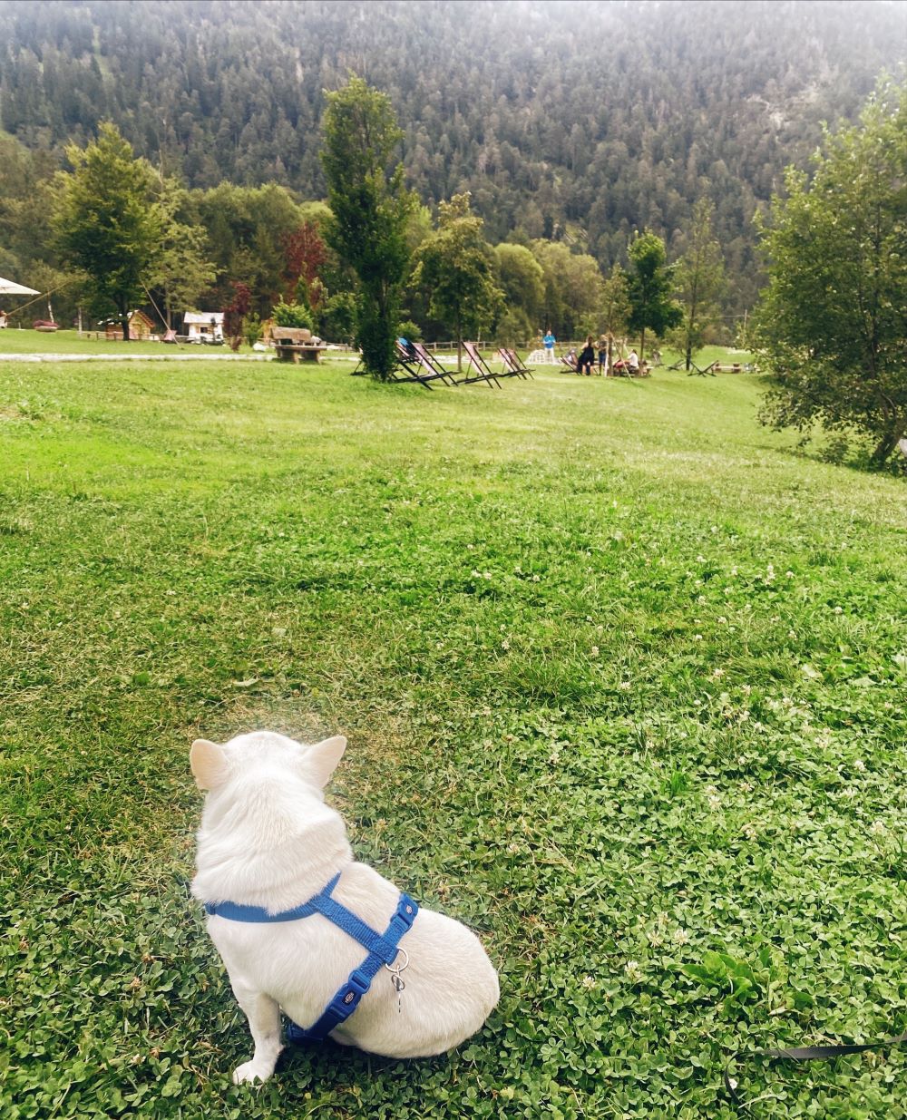 Cesare cane chihuahua seduto sul prato solarium