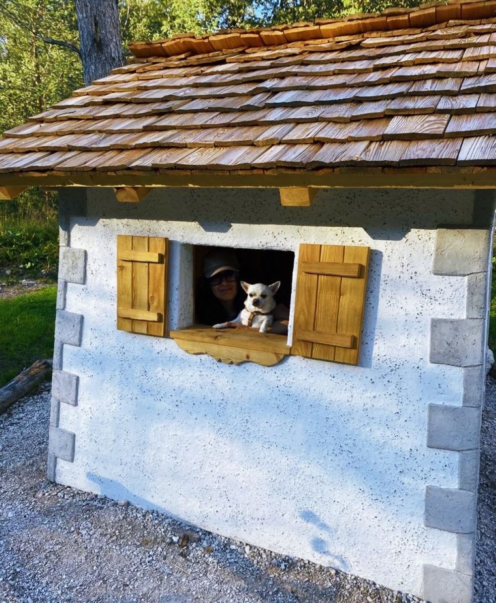 Cesare chihuahua nella casetta di legno 