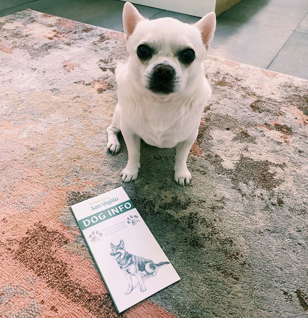 Cesare cane chihuahua con accanto opuscolo dog info