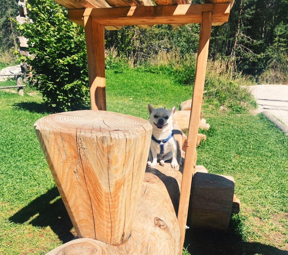 Cesare, cane sul trenino di legno alla spiaggetta Ciamaor a San Vigilio di Marebbe