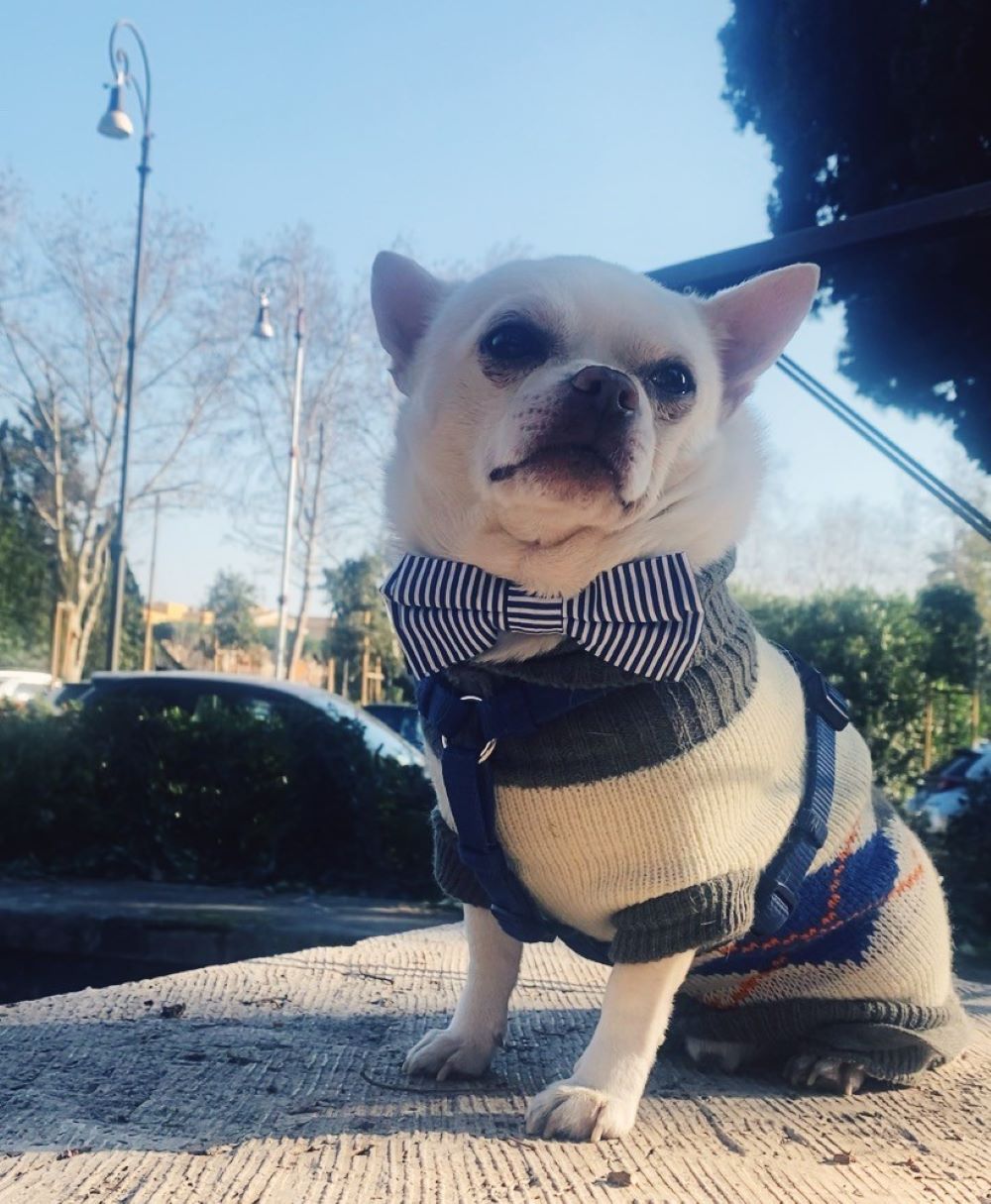 Cesare cane chihuahua in posa su un piedistallo della fontana della Dea Roma