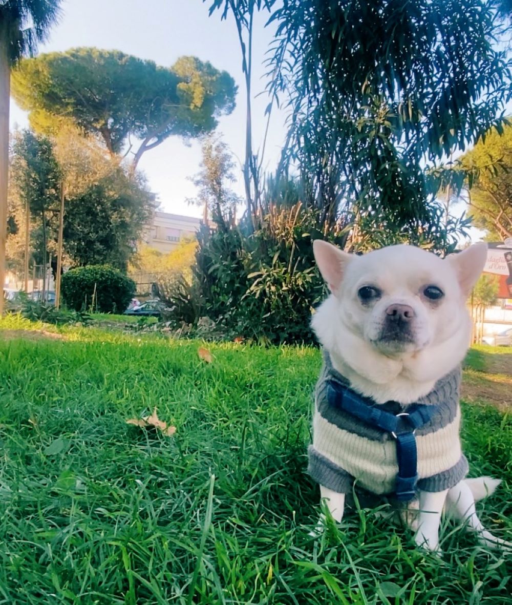 Cesare cane chhihuahua seduto su un prato
