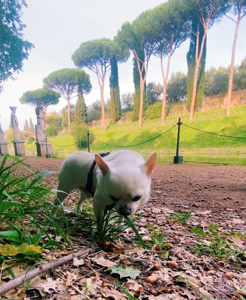Cesare annusa le foglie di un arbusto