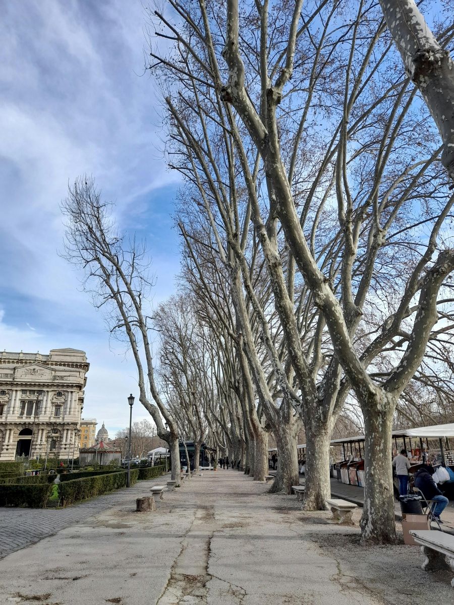 marciapiede di Roma e viale alberato