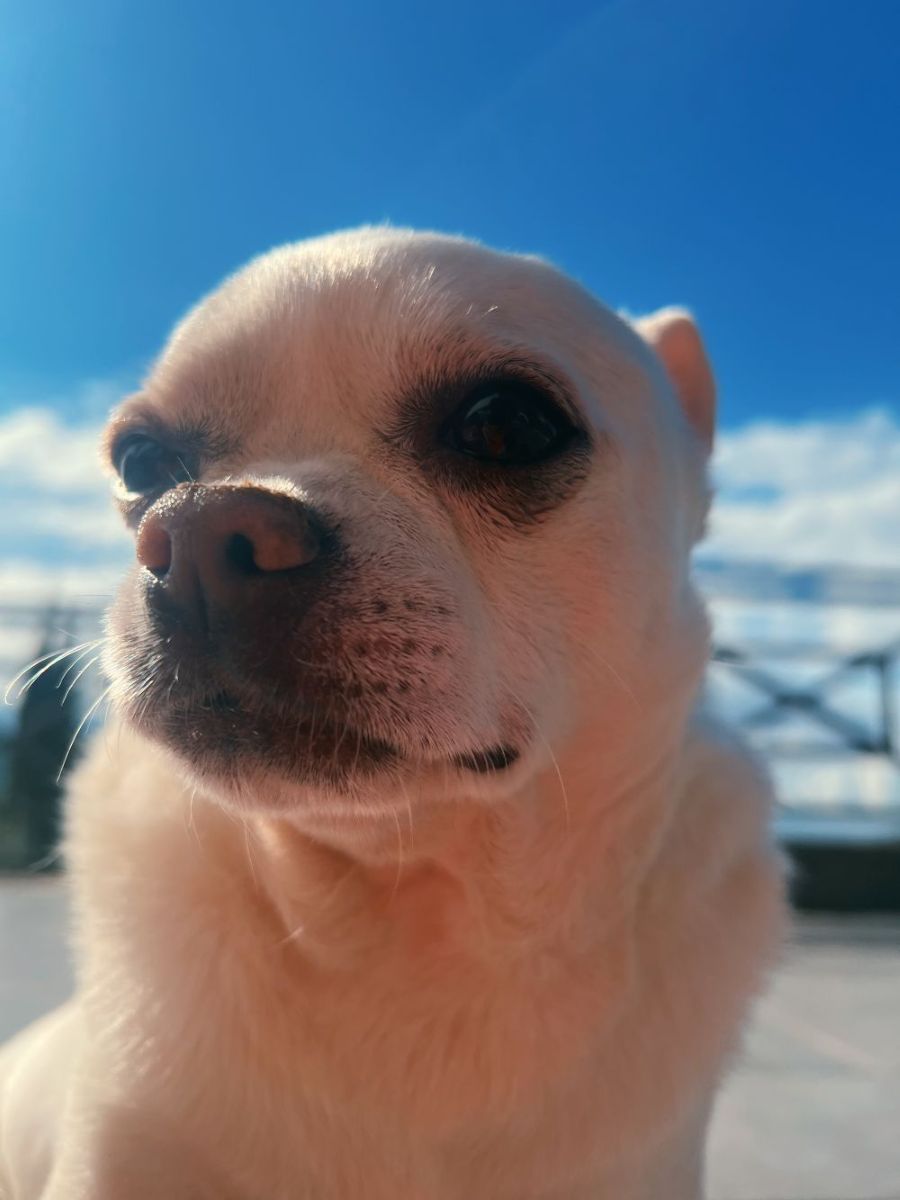 primo piano di Cesare, chihuahua